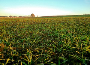 Nicolas Saint-Leon cultivateur orge